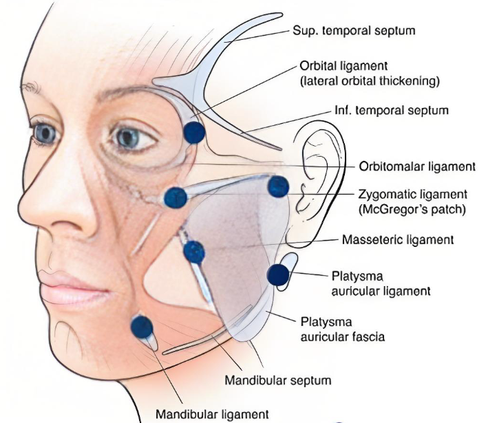 張本軍韌帶提升