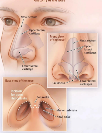 熊裕华在上海做鼻子很出名吗