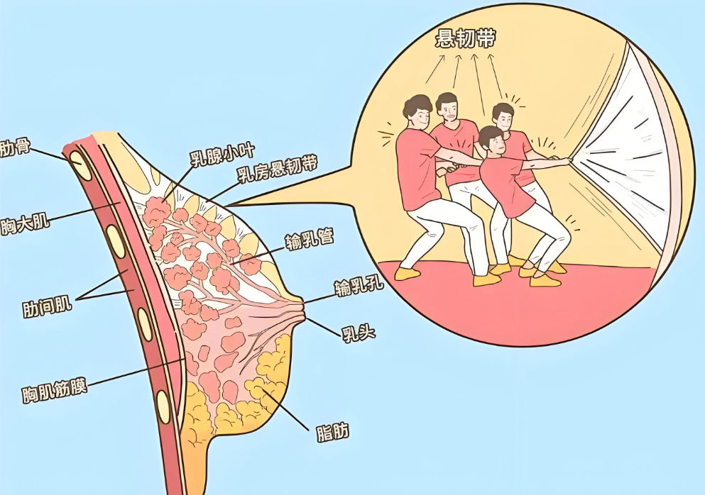 去韩国做隆胸悬吊需要花费多少钱