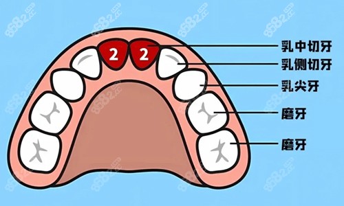 乳牙牙位展示 乳牙牙位展示