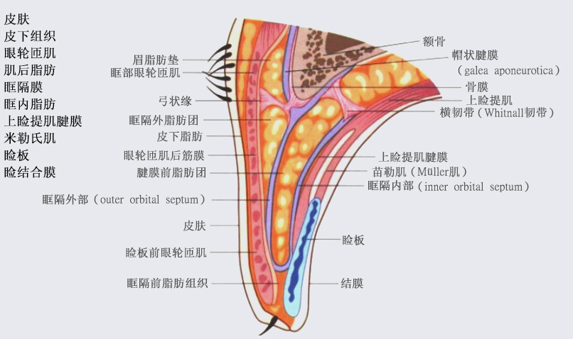 上海楊璐雙眼皮修復(fù)價(jià)格表！8000-40000元起，不對(duì)稱/肉條感/寬改窄收費(fèi)全公開～