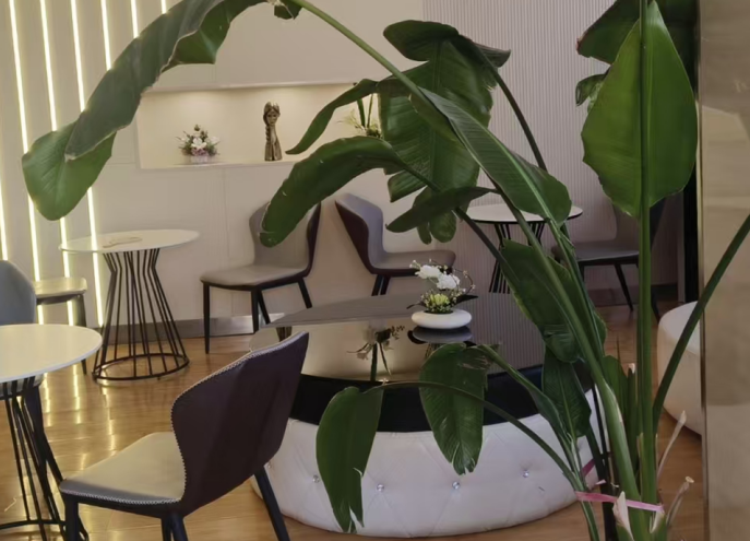 夏季医生拉皮手术的特色