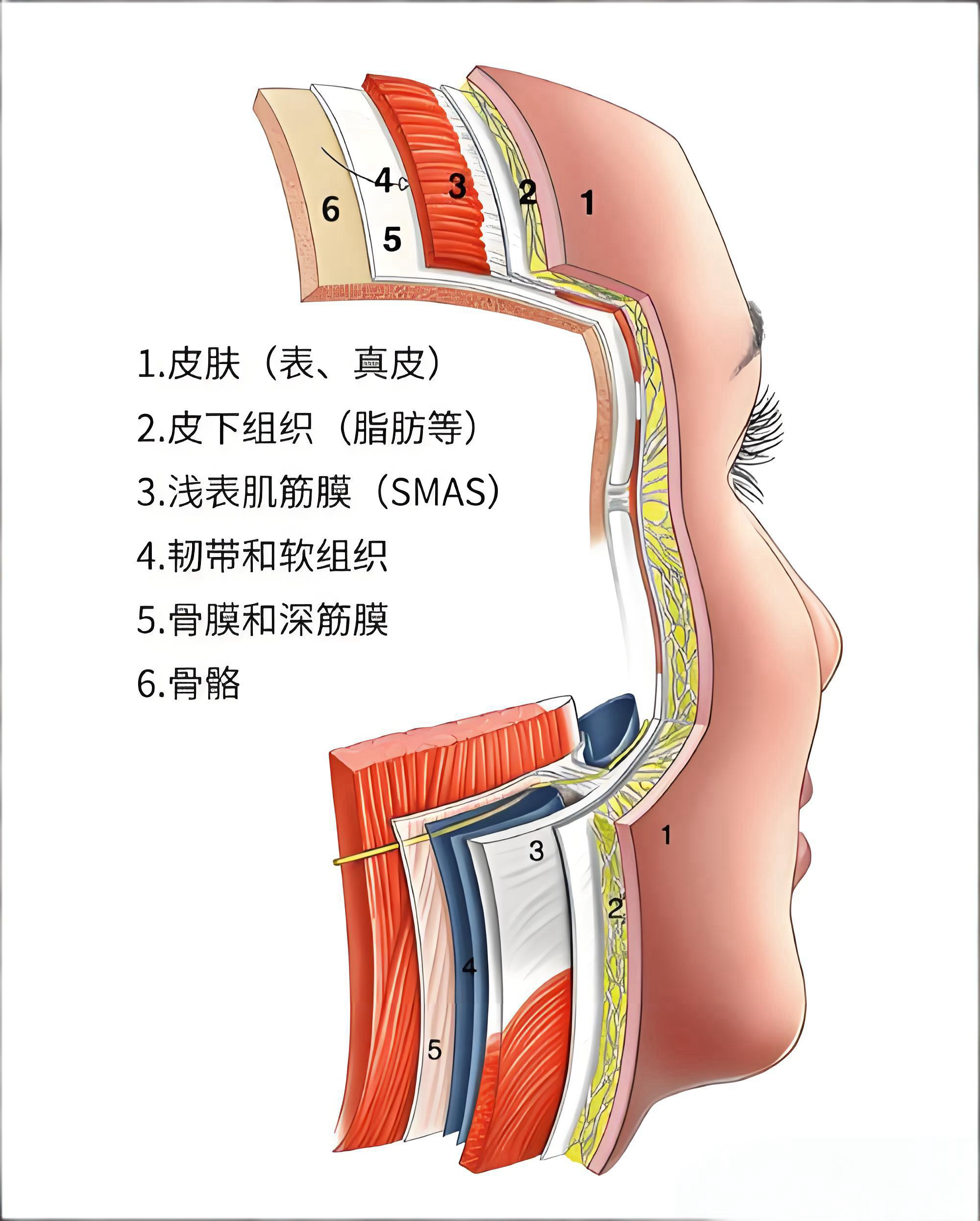 谢洋春拉皮手术费用