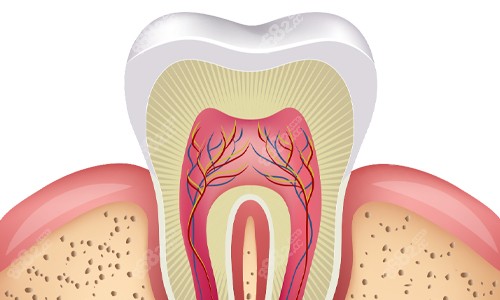 牙齒橫剖面展示