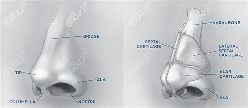 20251203109935.jpg 鼻修復(fù)結(jié)構(gòu)圖.jpg
