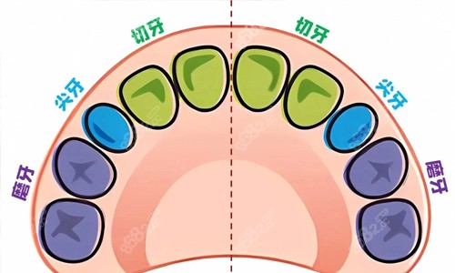 寶寶牙齒分布圖