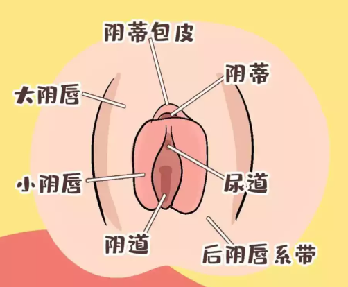 外陰整形手術價格參考與選擇建議