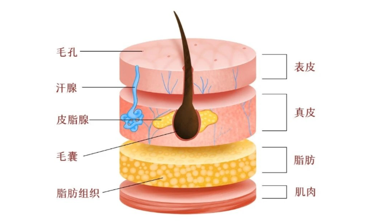 朱慶武醫(yī)生修復(fù)艾塑菲的實例分析