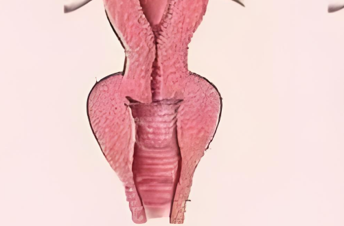 個(gè)體差異影響指檢判斷