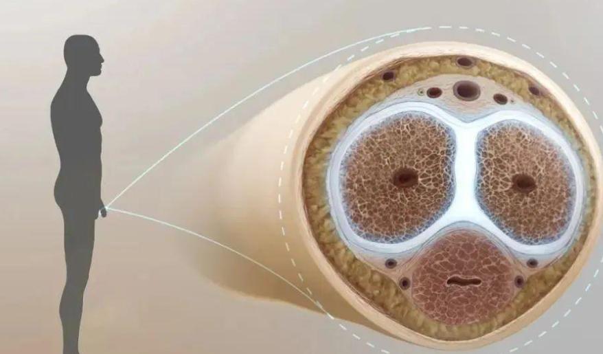 韓士廣醫(yī)生治療短小的費用構(gòu)成：透明化讓患者“放心選”