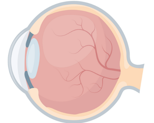 二、影響上?；蛑委熞暰W(wǎng)膜色素變性價格的關(guān)鍵因素www.sorencai.cn