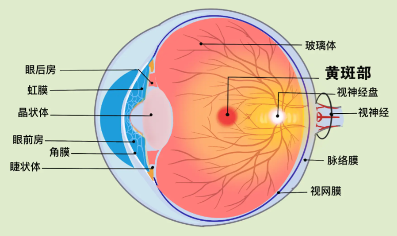 三、上海基因治療視網(wǎng)膜色素變性預(yù)約及就診實用攻略