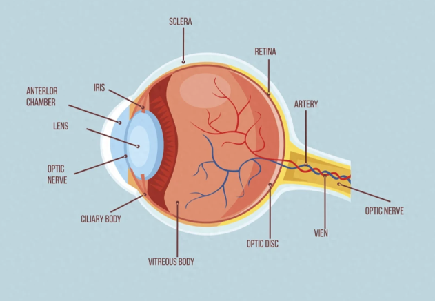 五、視網(wǎng)膜脫落10年了眼睛沒有萎縮是真假？就診及術(shù)后有哪些注意事項(xiàng)？www.sorencai.cn