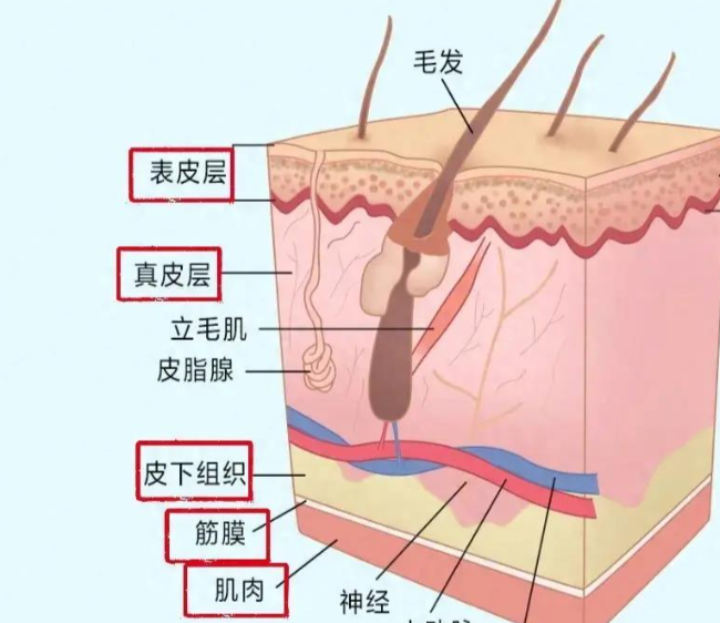 膠原蛋白韌帶提升后臉部會凹陷？組織損傷與修復(fù)異常