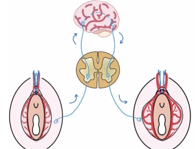 一、八大處私密整形好大夫推薦：五大口碑醫(yī)生覆蓋私密整形全需求www.sorencai.cn