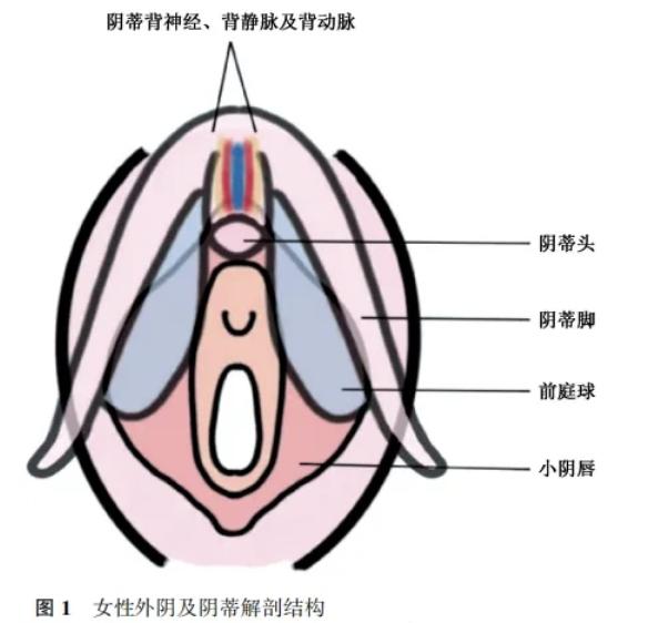 三、八大處私密整形項(xiàng)目?jī)r(jià)格與就診貼士