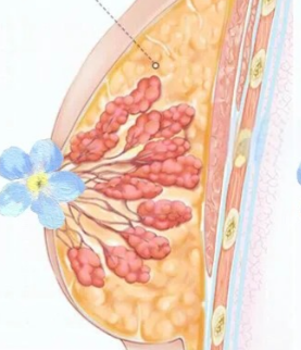 廣州蒙喜永自體脂肪隆胸技術(shù)咋樣？
