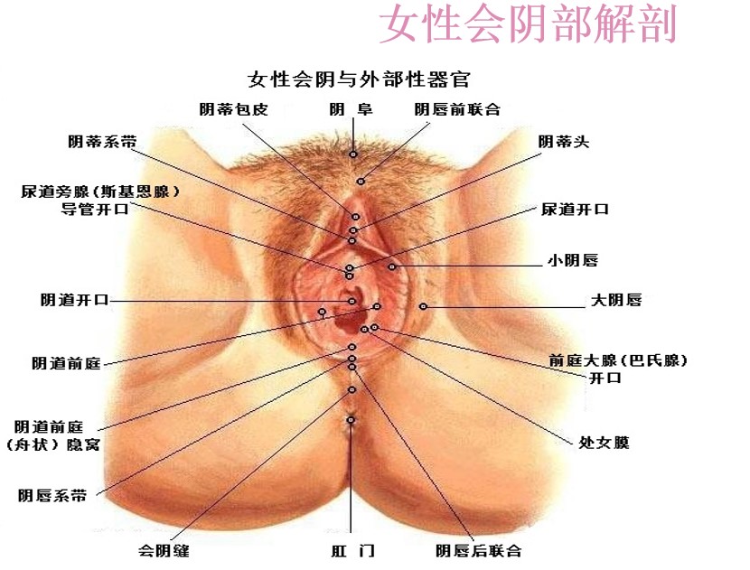 5. 合肥美萊：韓系技術(shù)加持，定制化方案精準(zhǔn)