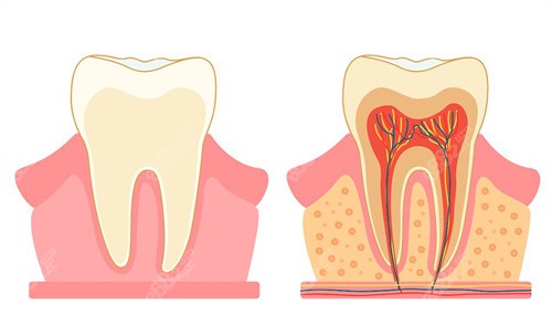牙齒構(gòu)造 牙齒構(gòu)造