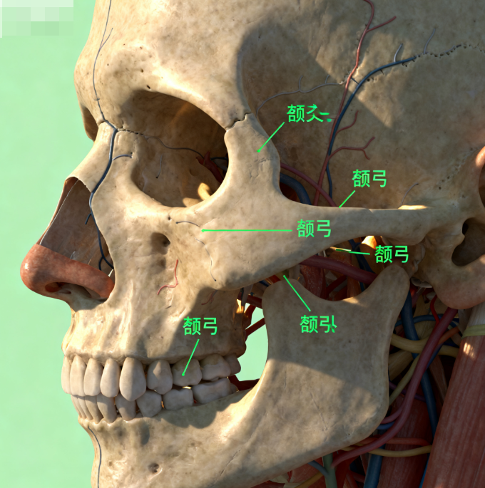 三、趙延峰磨骨真實(shí)實(shí)例呈現(xiàn)，下頜角與磨外板療效實(shí)拍