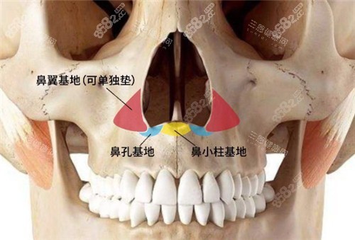 鼻基底結(jié)構(gòu)解剖圖