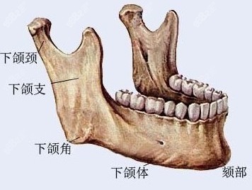 下頜角部位解剖圖