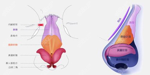 鼻子解剖圖示意
