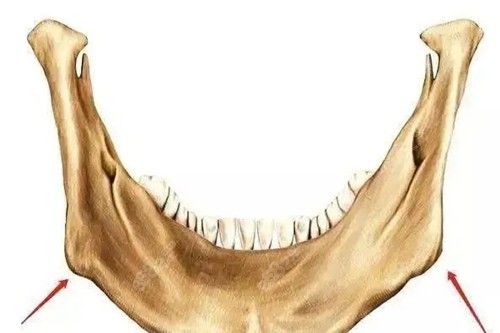 下頜骨結(jié)構(gòu)示意圖