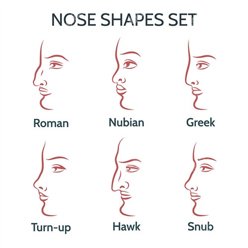 不同類型的鷹鉤鼻