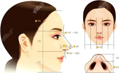 鼻子結(jié)構(gòu)示意圖