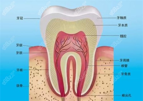 牙齒結(jié)構(gòu)有哪些 牙齒結(jié)構(gòu)有哪些
