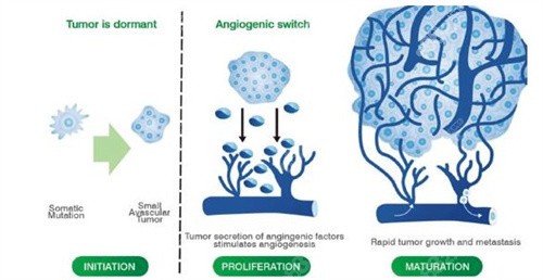 生長(zhǎng)因子的繁殖過(guò)程