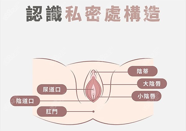 女性私密結(jié)構(gòu)照片