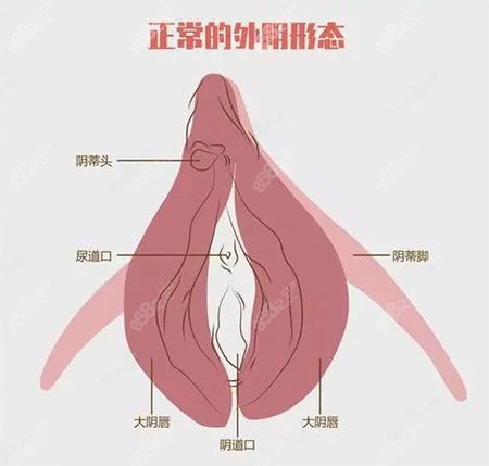女性私密外陰部位示意圖