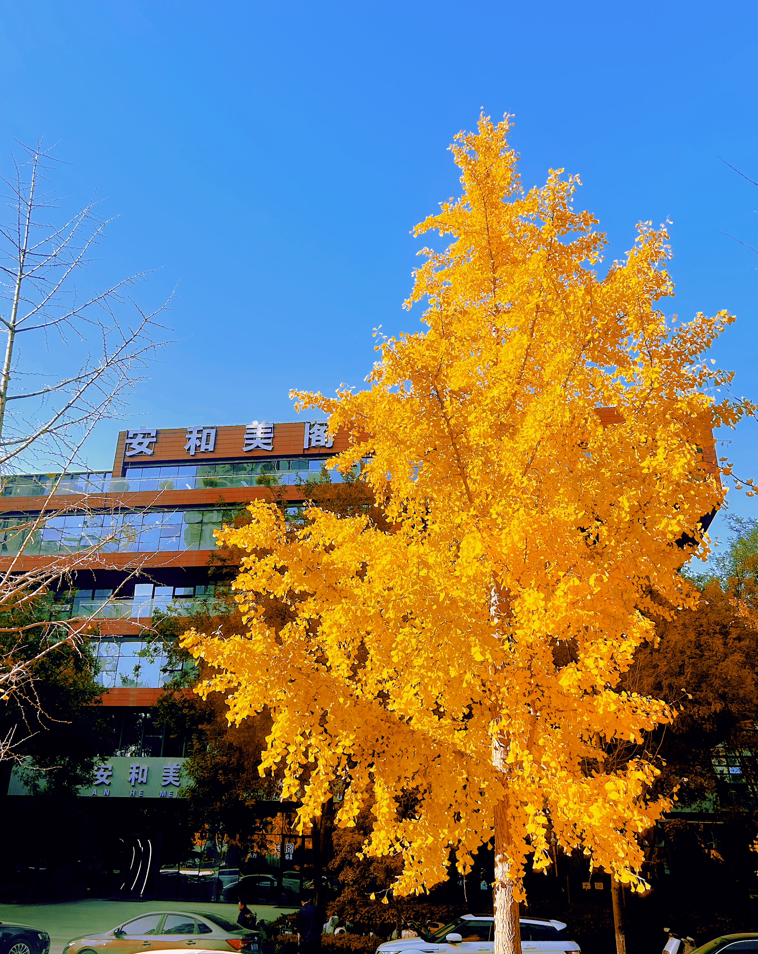 如何選擇適合自己的近視手術(shù)方式