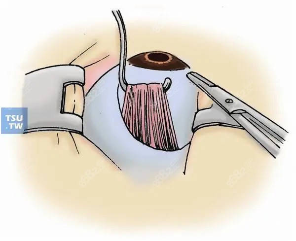 段安麗醫(yī)生簡介