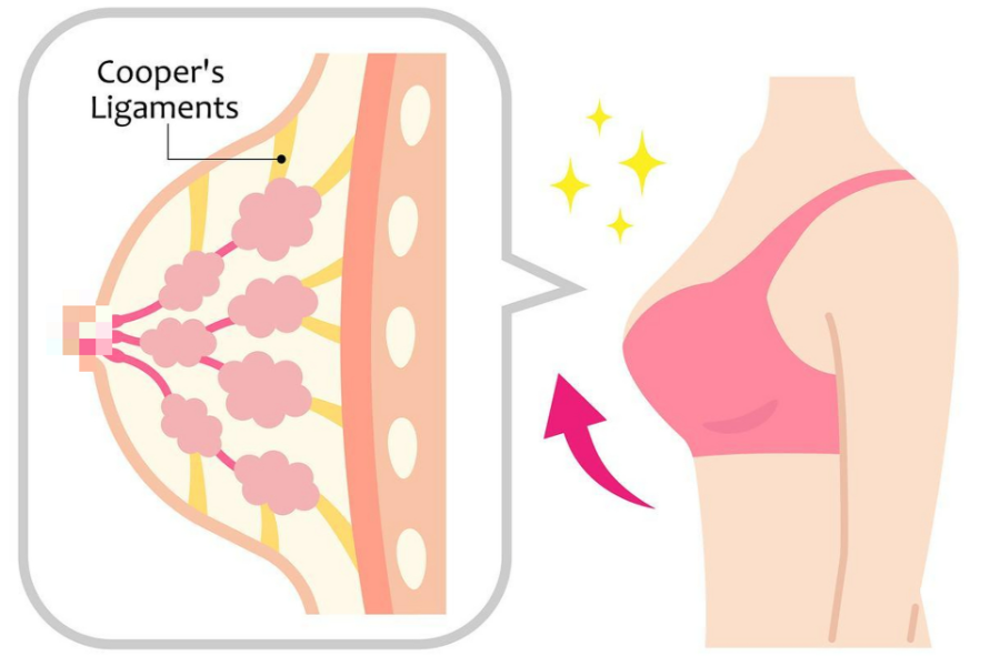 1. 肖征剛院長的內(nèi)窺鏡美胸技術(shù)